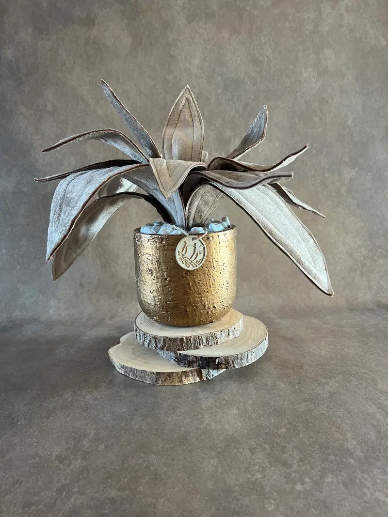 Agave lunare