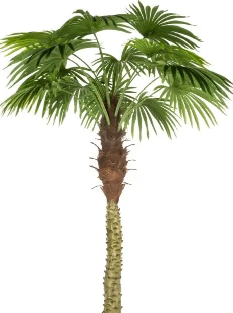 Albero di palma | rohome