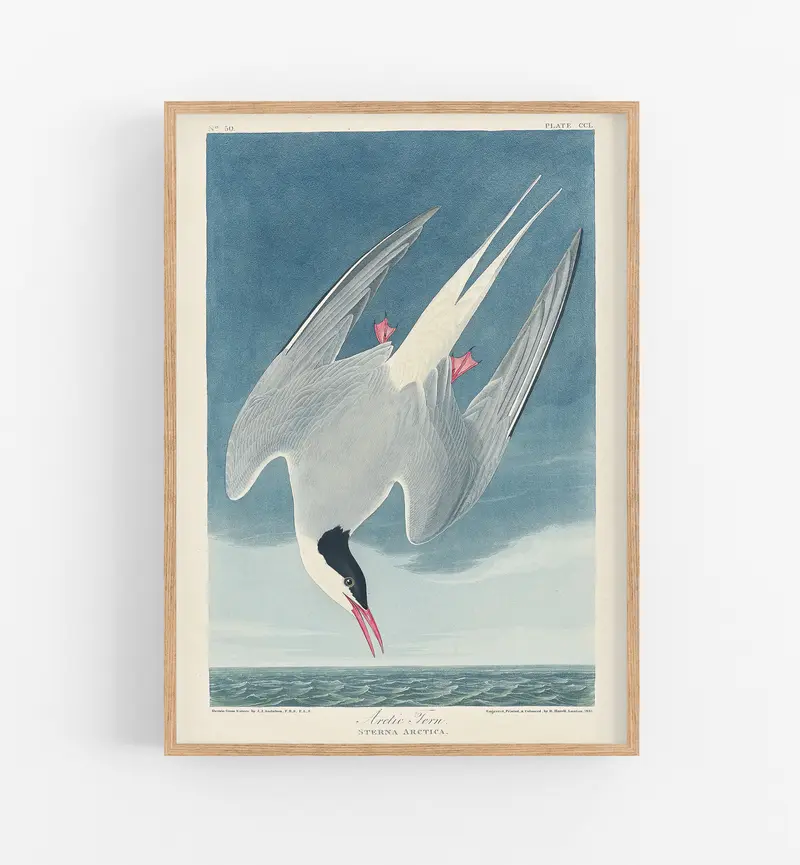 Audobon Arctic Tern