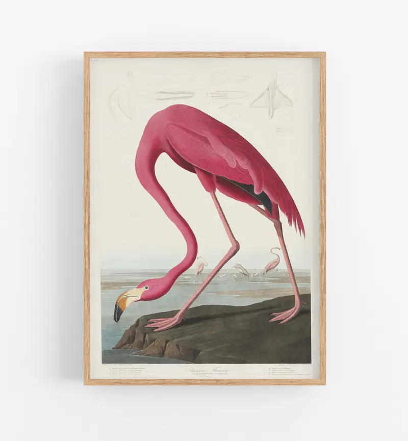 Audobon Pink Flamingoo