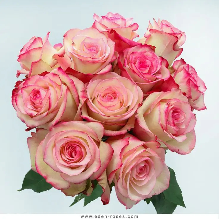 Bouquet bicolor paloma