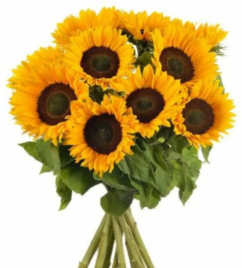 Bouquet girasoli