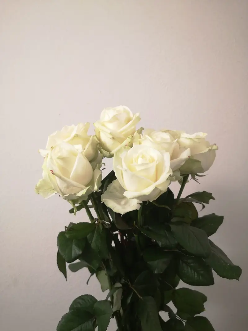 Dozzina di rose bianche