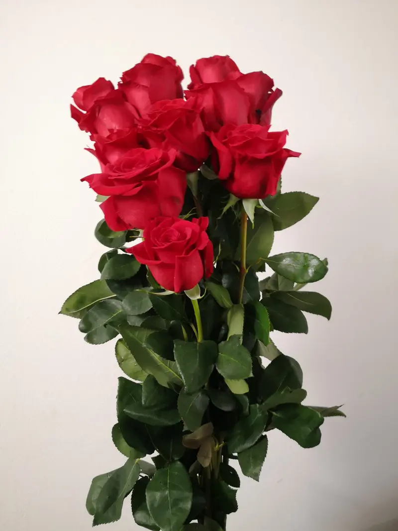 Dozzina rose rosse extra