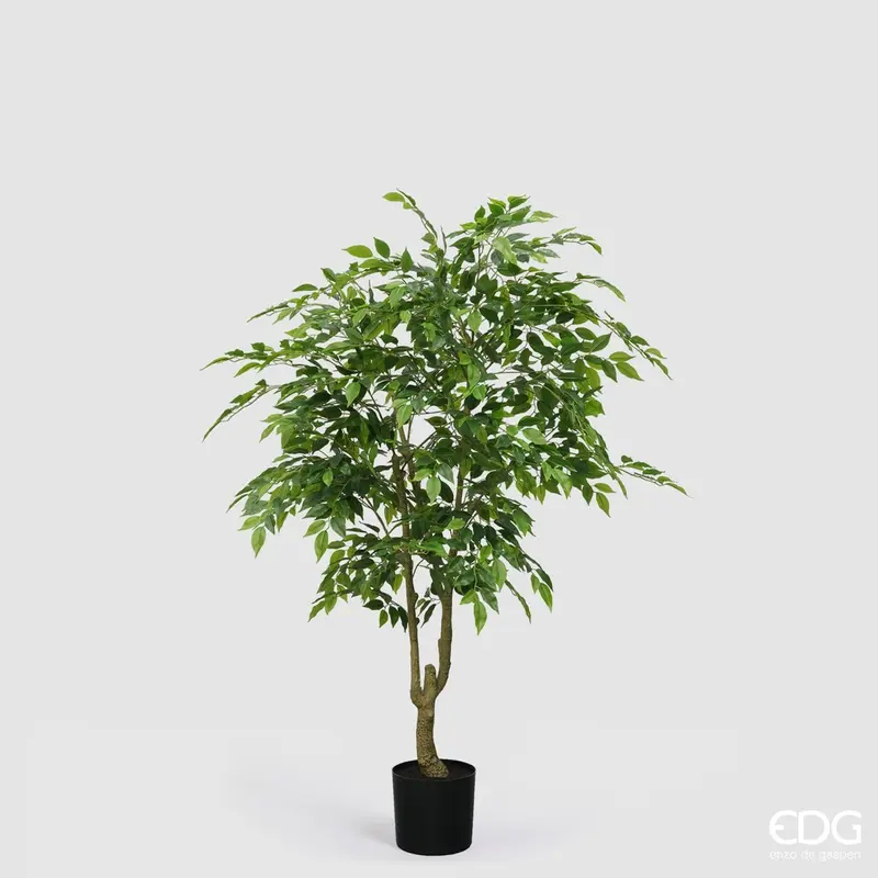 Edg - Pianta artificiale  Ficus vogue con vaso h.156cm | Rohome