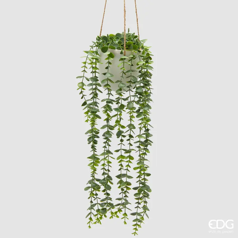 Edg - Pianta eucalipto rampicante da appendere | rohome