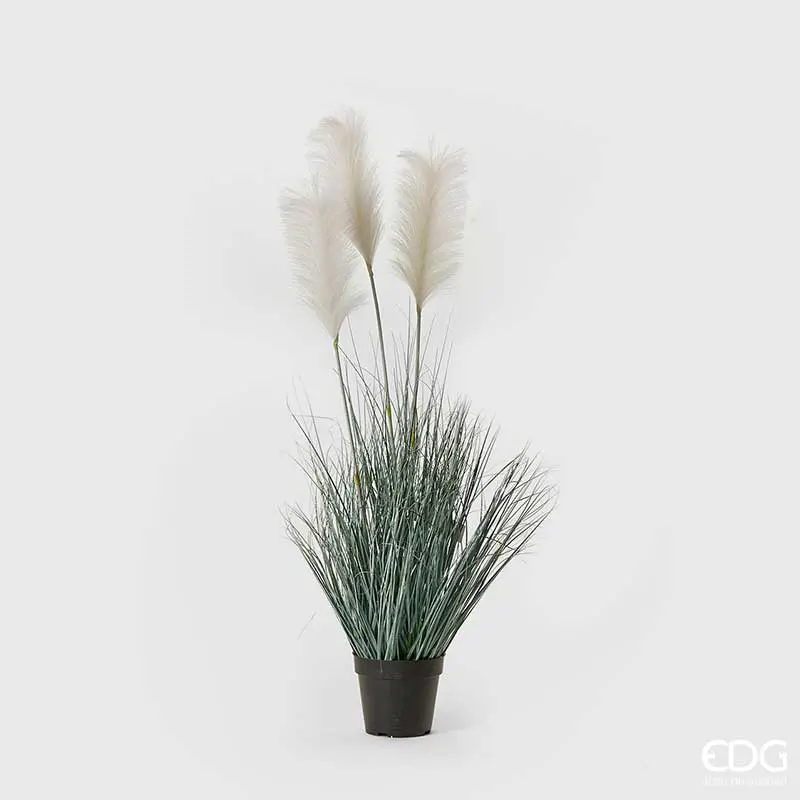 Edg - pianta pampas crema | rohome