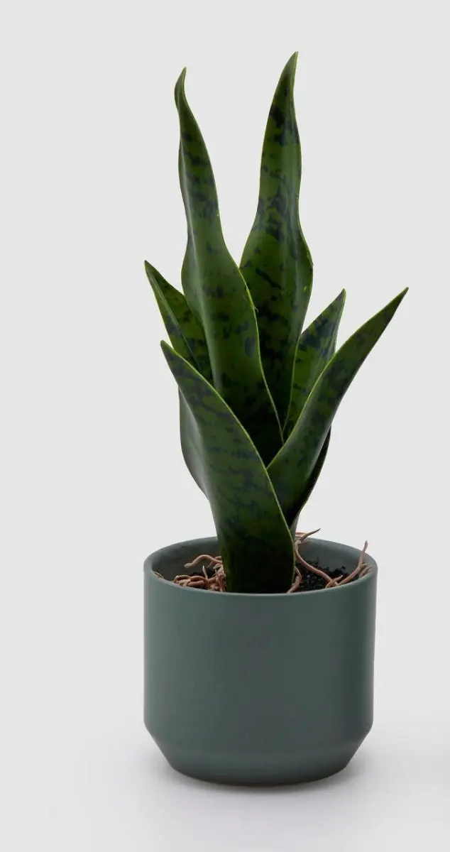 Edg - pianta sanseveria | rohome