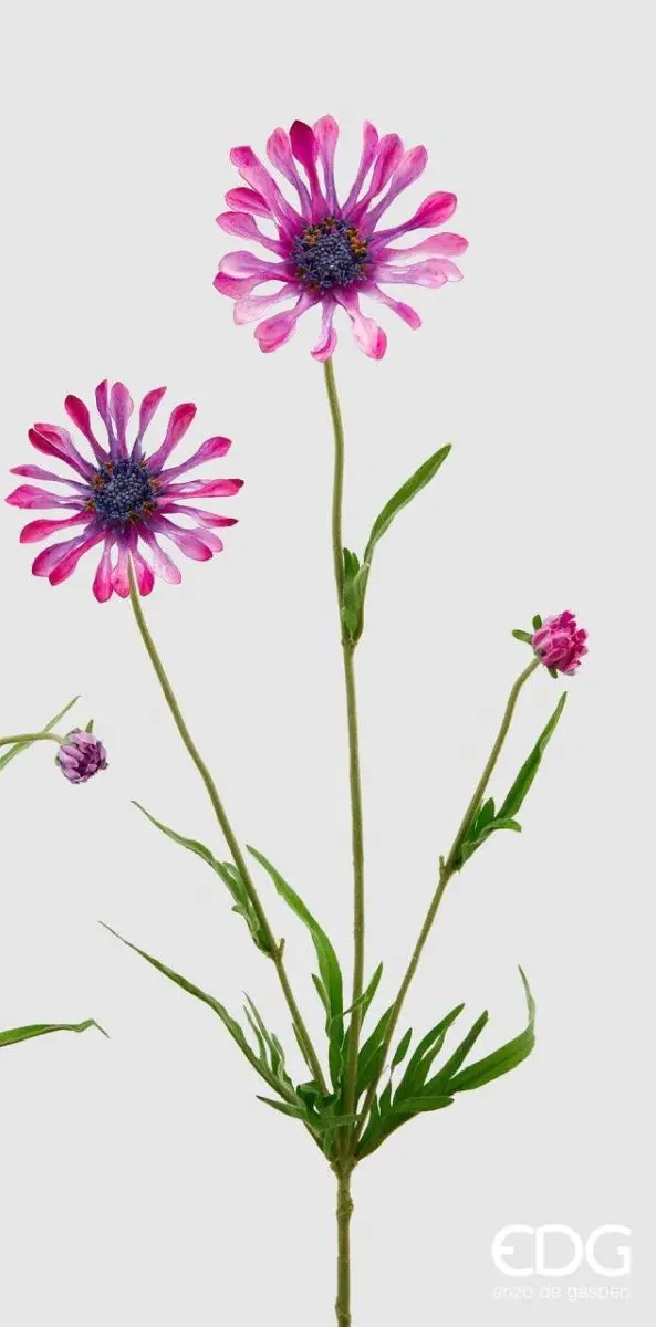Edg - ramo scabiosa h65 | rohome