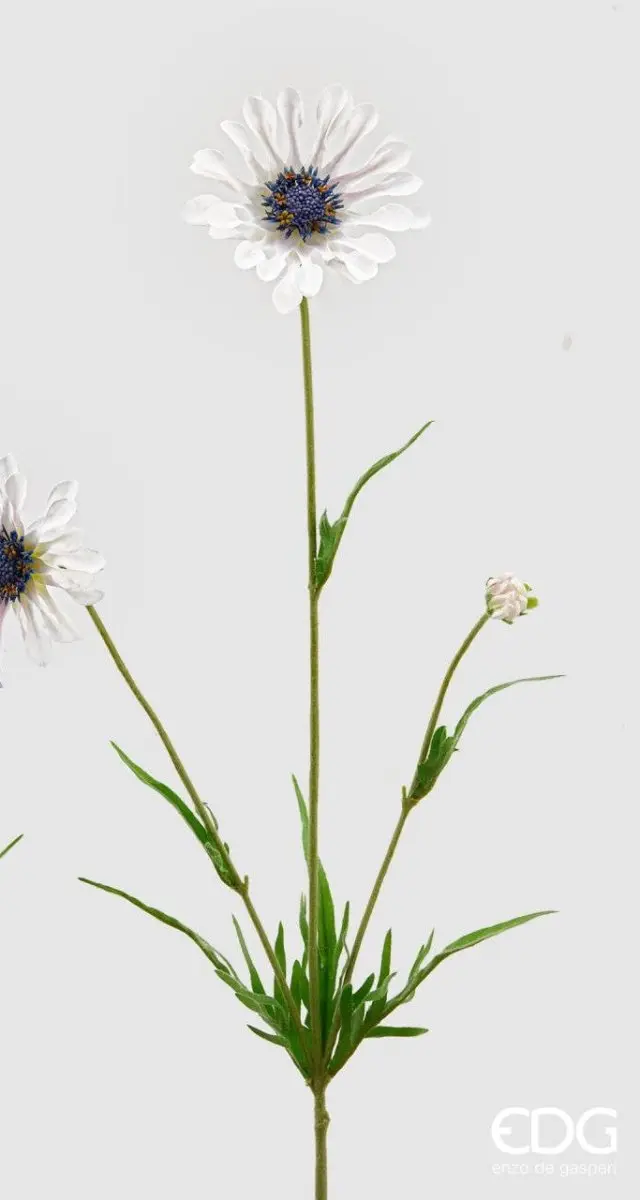 Edg - ramo scabiosa rex h65 | rohome