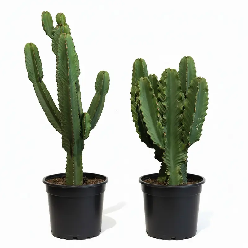 Euphorbia