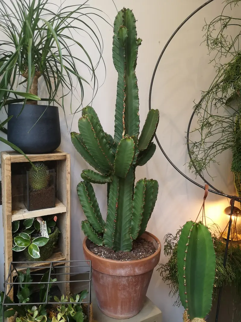 Euphorbia