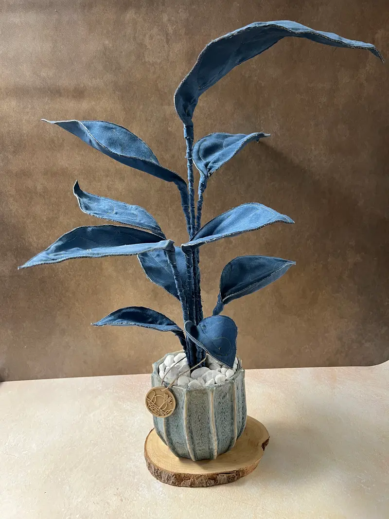 Philodendron Blu d'ombra