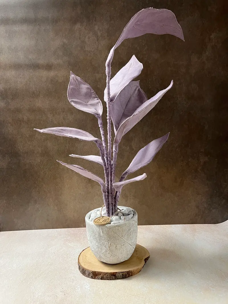 Philodendron rosa di petalo