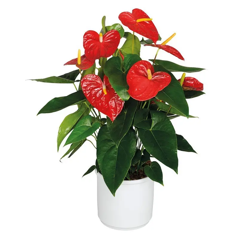 Pianta di anthurium