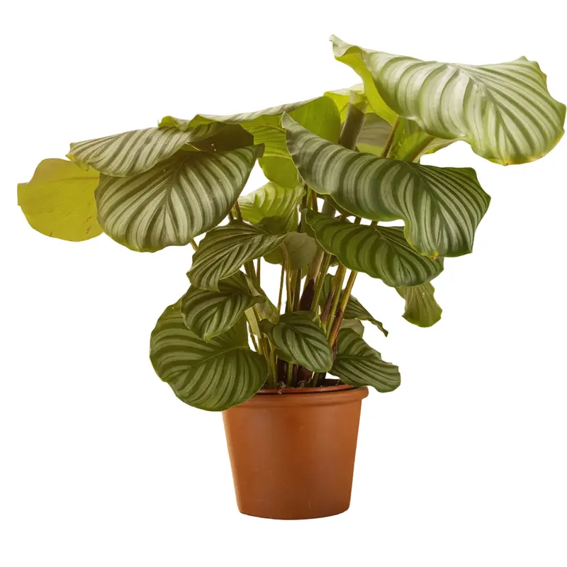 Pianta di calathea orbifolia o similare