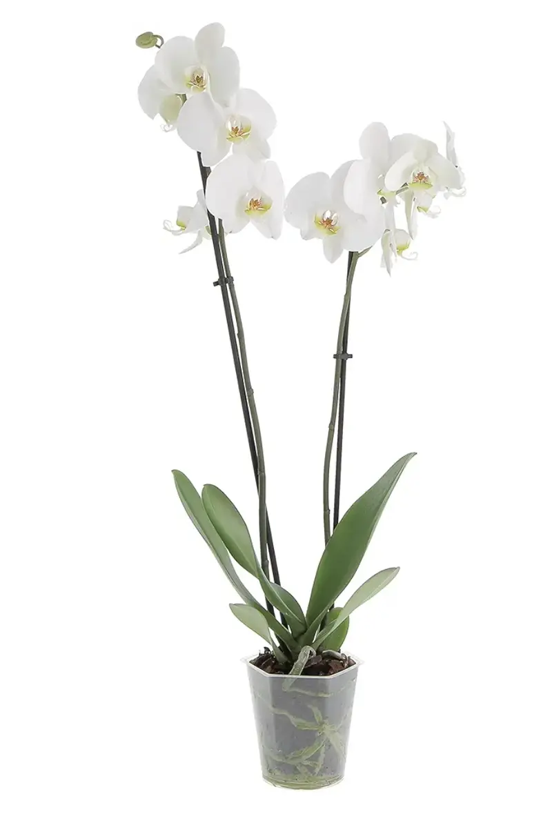 Pianta orchidee bianca 2 rami completa di portavaso bianco