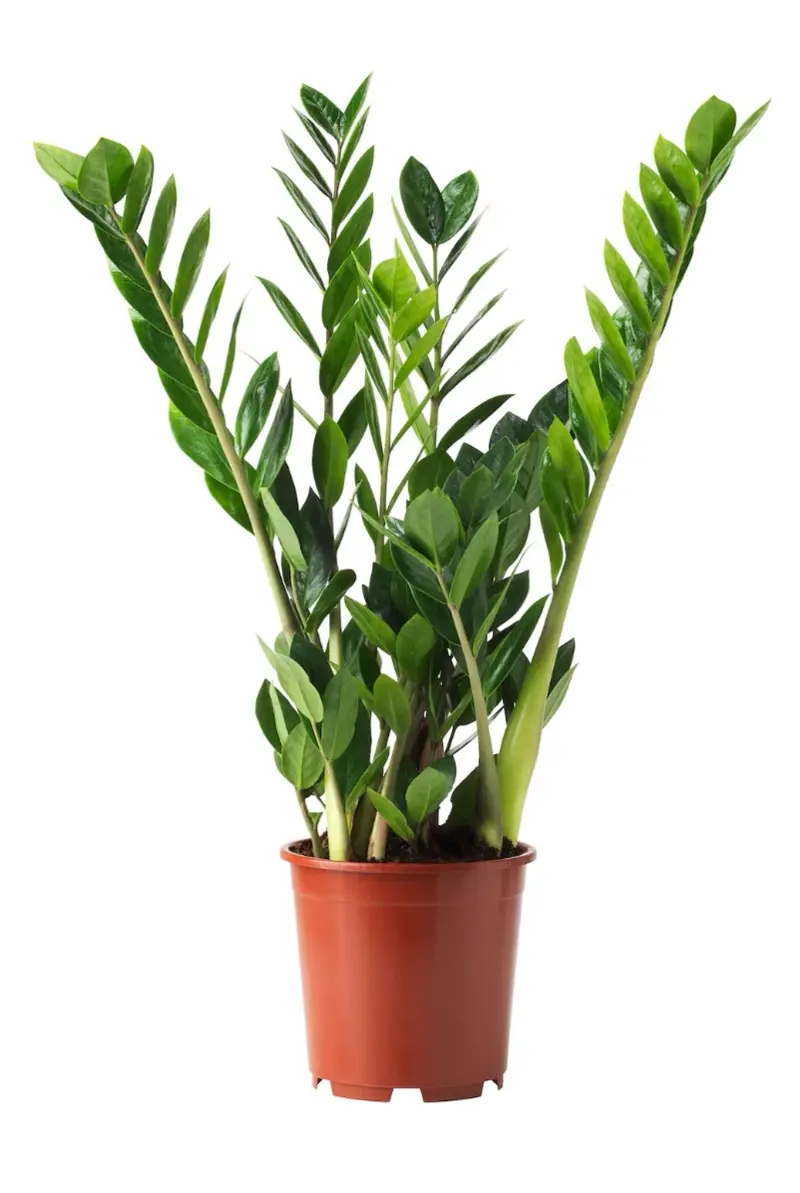 Pianta zamioculcas