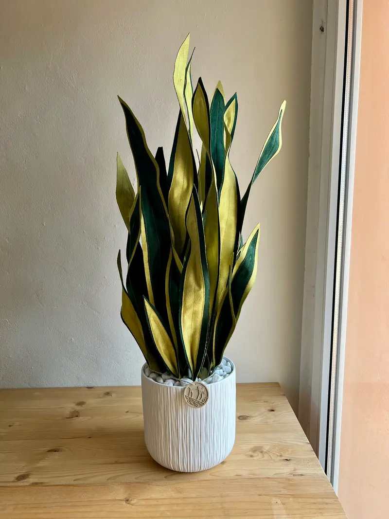 Sanseveria Big - in pronta consegna
