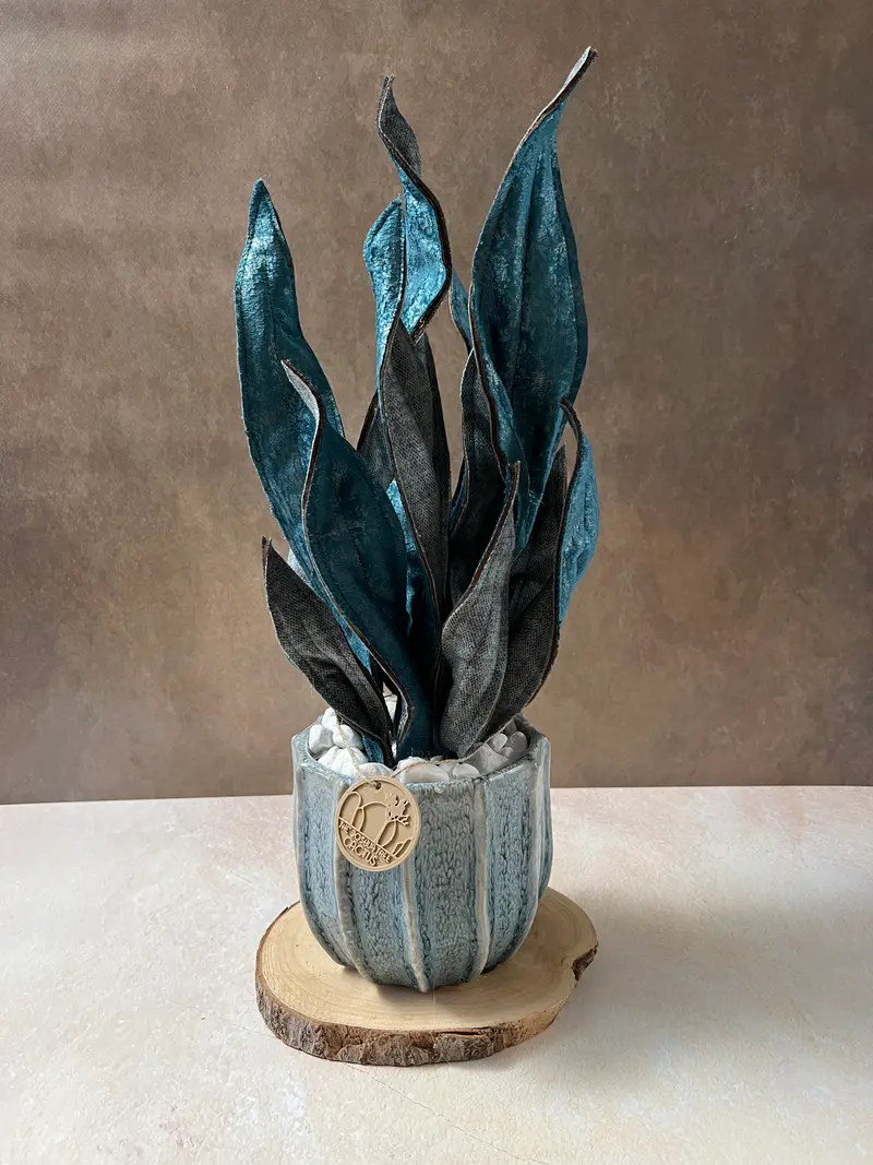 Sanseveria blu riflessi argento