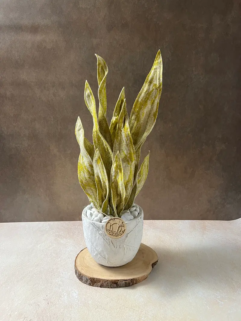 Sanseveria oro